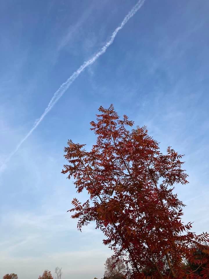 A view of the sky with fall leaves on a tree.