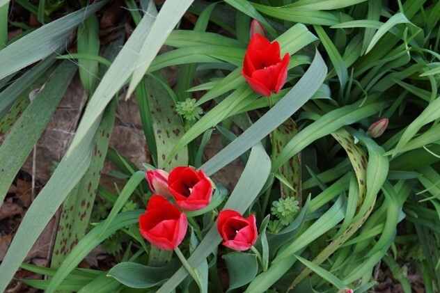 four blooming tulips