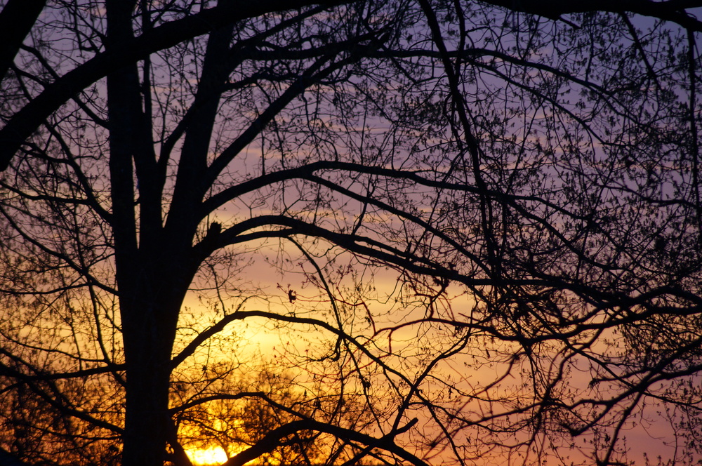 A fall sunset behind some tree branches. 