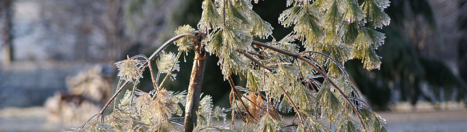 Iced pine needles on a branch. 