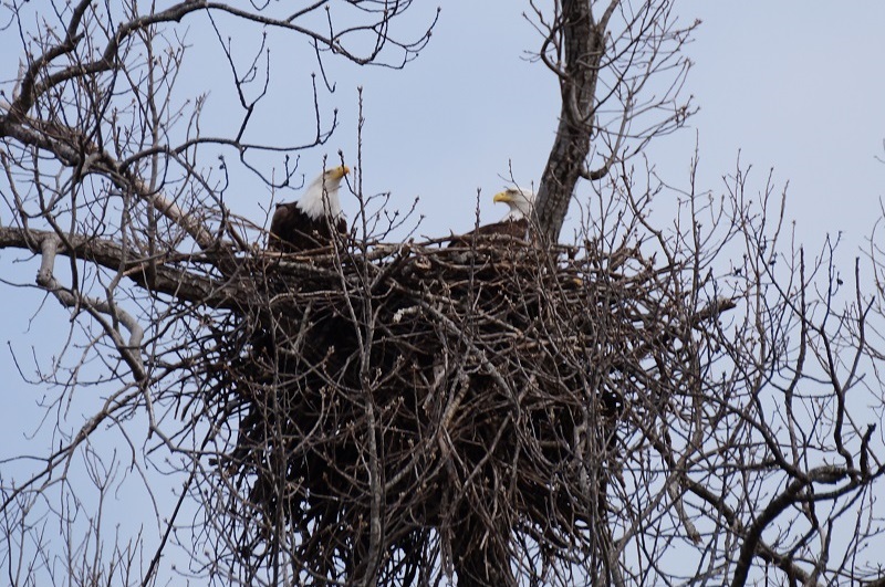 Bald eagles in nest in a tree