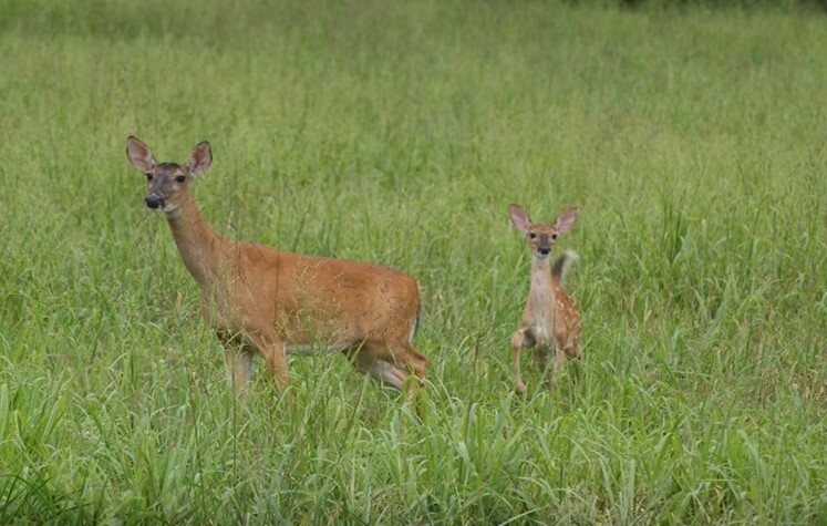 Two deer in a field.