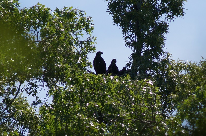 Baby bald eagles in nest in a tree