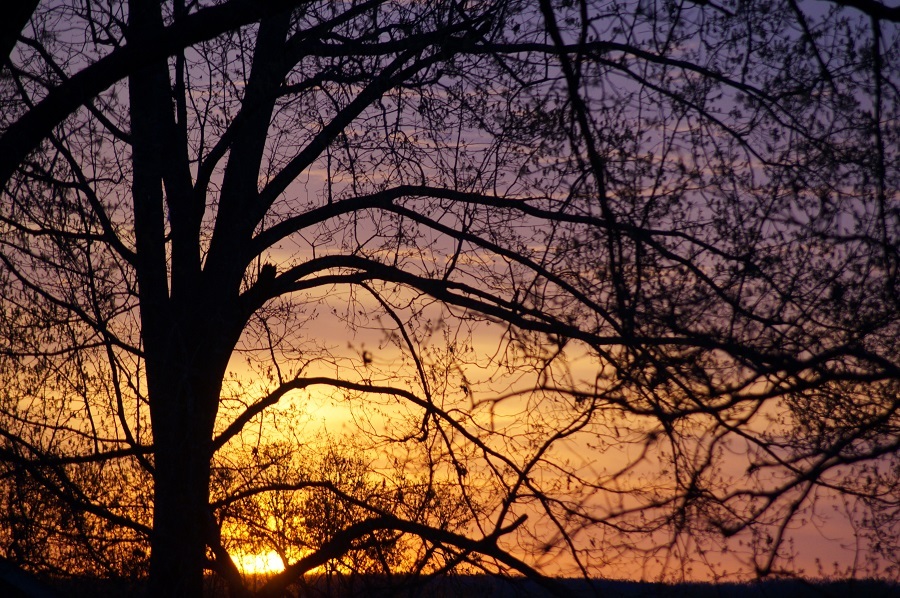 Sunset through the tree branches