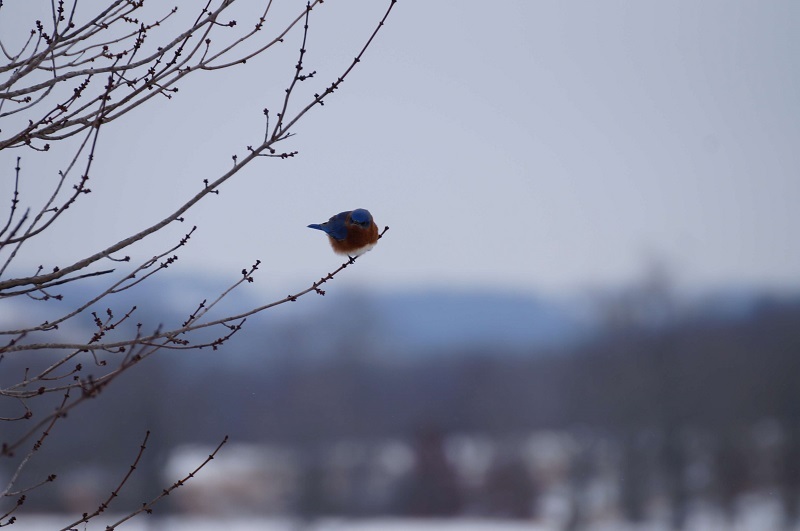 Fluffy bluebird sitting on a branch