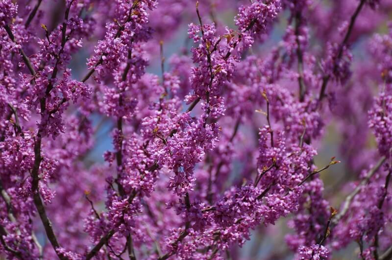 Close-up of redbud tree with bright pink spring blossoms