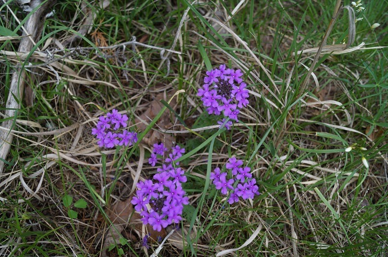 Five bunches of violet gilliflower blooms in the grass