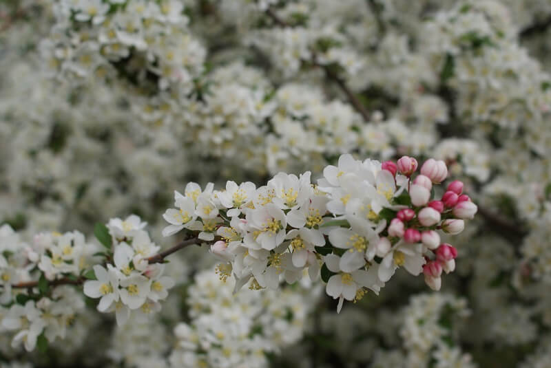 Close-up of Cherry Tree blossoms on an extended branch