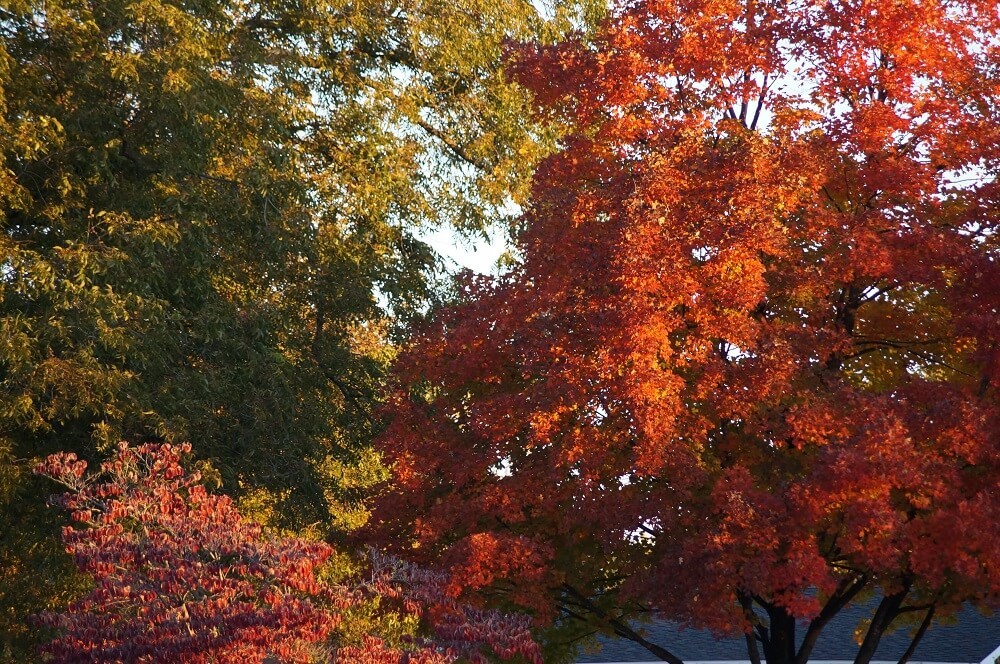 A mixture of trees showcasing orange, green, and pink leaves.