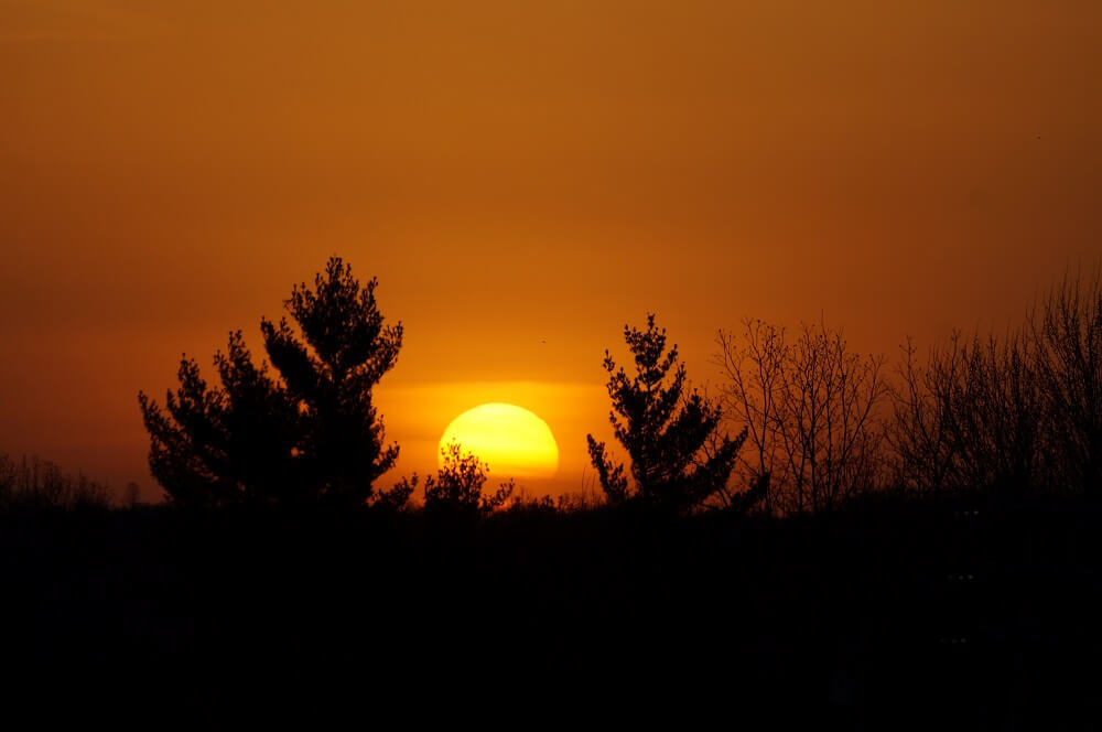 Two trees blowing in the wind while the sun is centered between them and an orange colored sky.