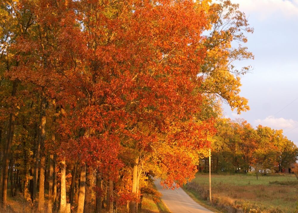 Fall colored trees leaning over a road.