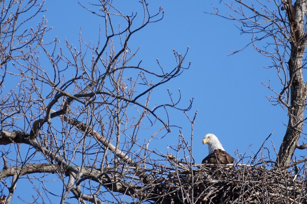 Bald Eagle sitting in its nest in a tree