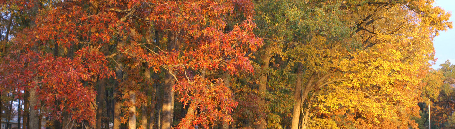 Fall trees with different colored leaves. 